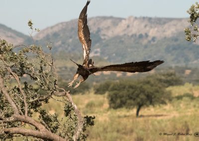 Parque de Monfragüe