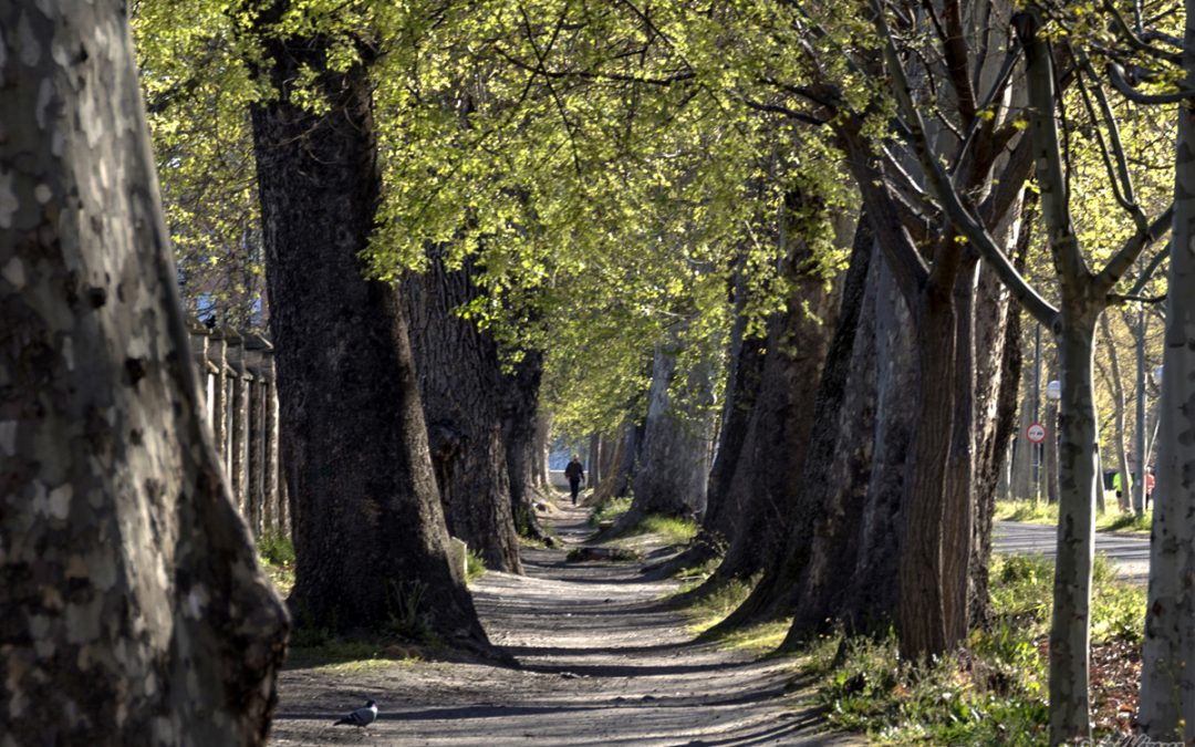 Aranjuez y Bodega Real Cortijo de Carlos III