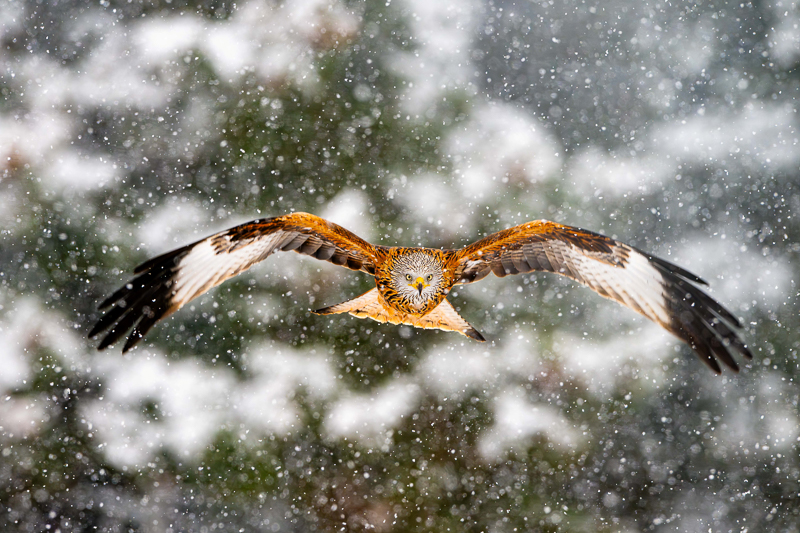 Abriendo camino de Fernando Núñez Premio f22 Ciudad de Tres Cantos